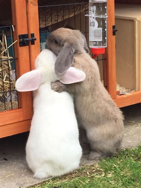 344 Best Bunny Luv Images On Pinterest Bunnies Bun Bun And Buns