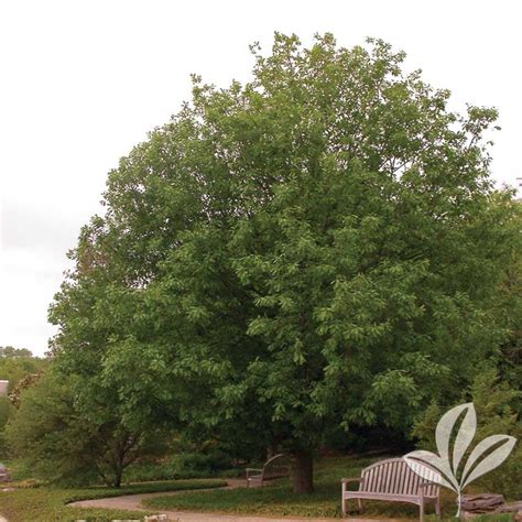 Monterrey Oak Quercus Polymorpha Magnolia Gardens Nursery