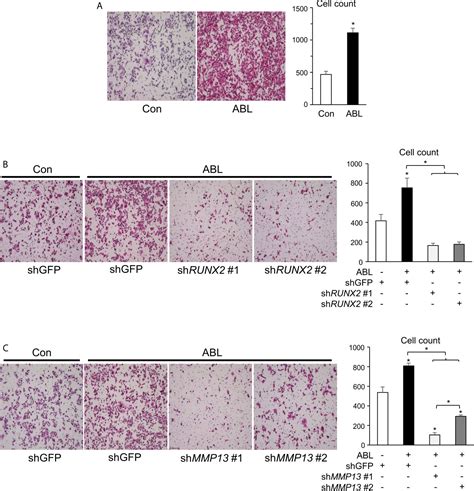 Frontiers RUNX2 Phosphorylation By Tyrosine Kinase ABL Promotes