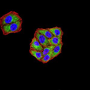 Mouse Monoclonal Antibody To KDM3A Purified Mouse Monoclonal Antibody