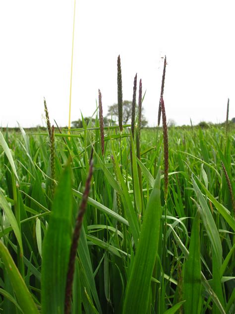 Far Research Black Grass Threat In Mid Canterbury