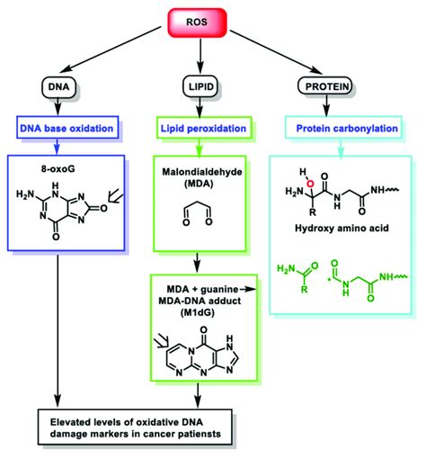 ROS Action On DNA Lipids And Proteins Lead To DNA Base Oxidation