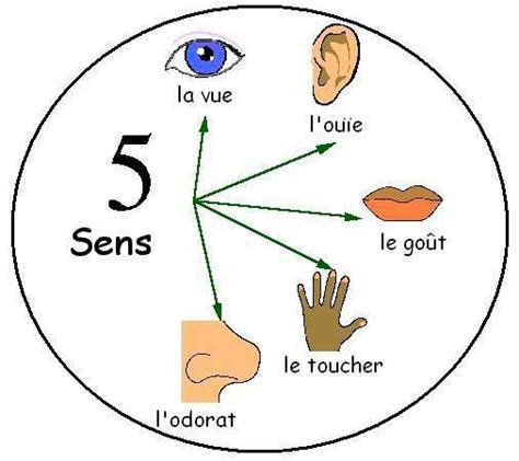 Les Cinq Sens Fle Le Vocabulaire Sens Maternelle Les Cinq Sens