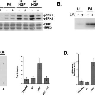 Requirement Of Pi K For Erk Activation By Ngf In Pc Cells Pc