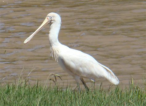 Yellow Billed Spoonbill Platalea Flavipes