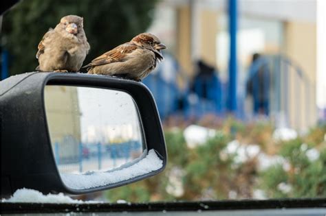 Meaning Of A Bird Flying Into Your Car At Lori Ruiz Blog