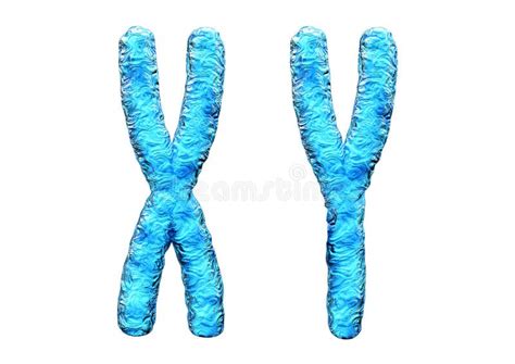 X Y Chromosome Stock Illustrations 110 X Y Chromosome Stock