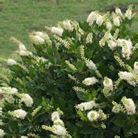 16 Hedge Plants For Clay Soil ShiraleeFerre