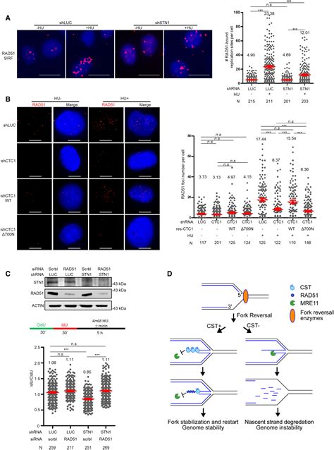 Human CST Complex Protects Stalled Replication Forks By Directly