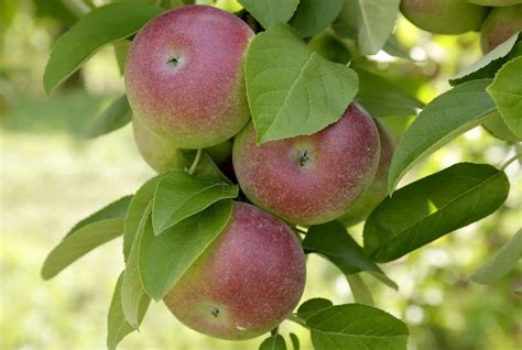 Growers See Strong Apple Picking Season In New England Wbur News