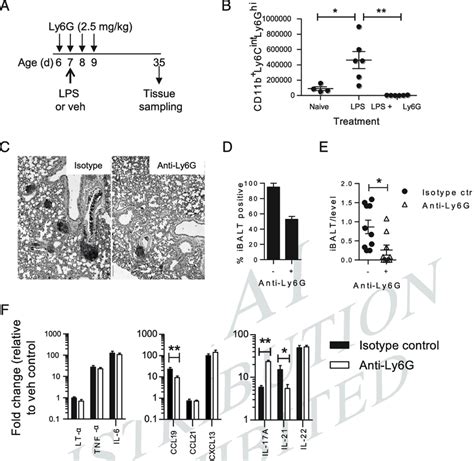 Neutrophil Depletion Attenuates LPS Induced IBALT Formation A Study