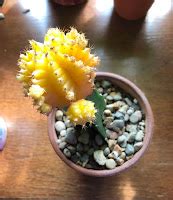 Lily S Indoor Jungle Moon Cactus Care And Tips