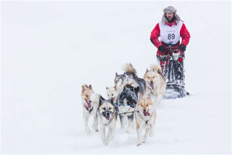 Course de chiens de traîneaux station du Lac Blanc