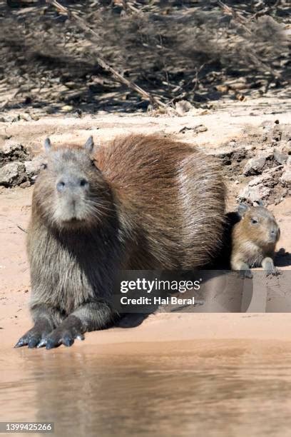 73 Baby Capybara Stock Photos, High-Res Pictures, and Images - Getty Images