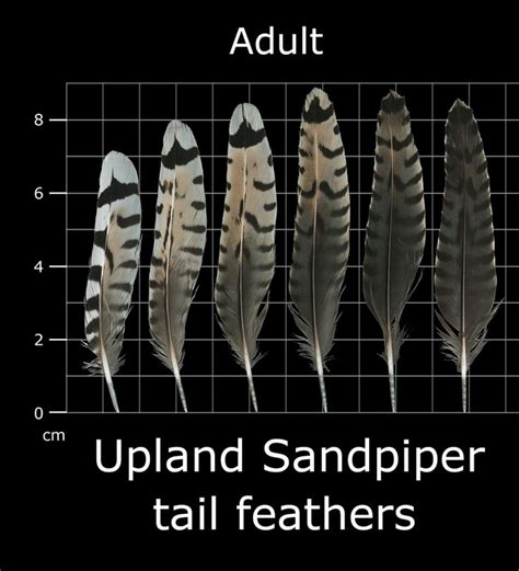 The Feather Atlas Feather Identification And Scans Feather Feather