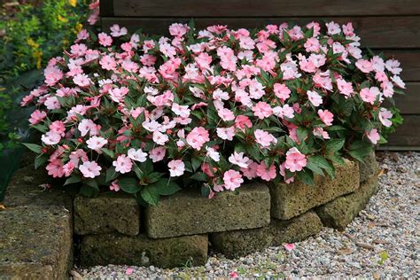 How To Grow And Care For Impatiens Gardeners Path