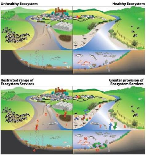 Figure 4 Healthy Estuaries Provide Diverse Ecosystem Services Relative