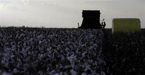 Algodão Análise Conjuntural Agromensal Novembro 22 Cepea Esalq USP