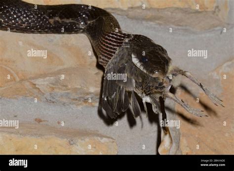 Black Rat Snake Pantherophis Obsoletus Raiding Eastern Phoebe