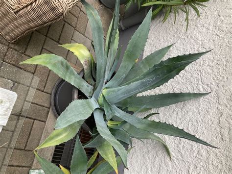 Kaktus Blaue Agave Kaufen Auf Ricardo