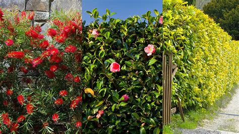 Best Plants For Privacy Hedge In Florida At Patricia Edmonds Blog