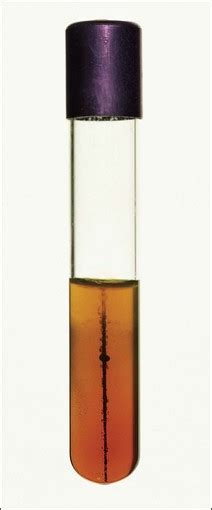 Staphylococcus Species Veterian Key