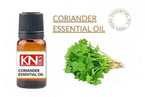 Bulk Coriander Essential Oil Wholesale Trusted Manufacturer And Supplier