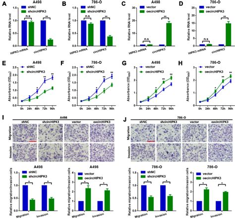 Circhipk3 Promotes Proliferation And Metastasis In A498 And 786 O