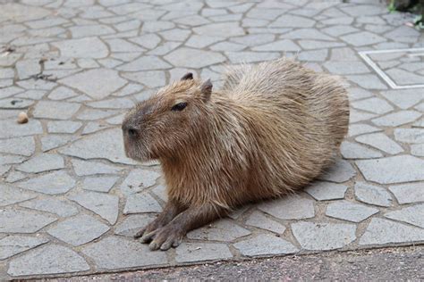 埼玉県こども動物自然公園ナイトズー2023⑦～マレーモリフクロウとタランチュラとカピバラと 続々・動物園ありマス。