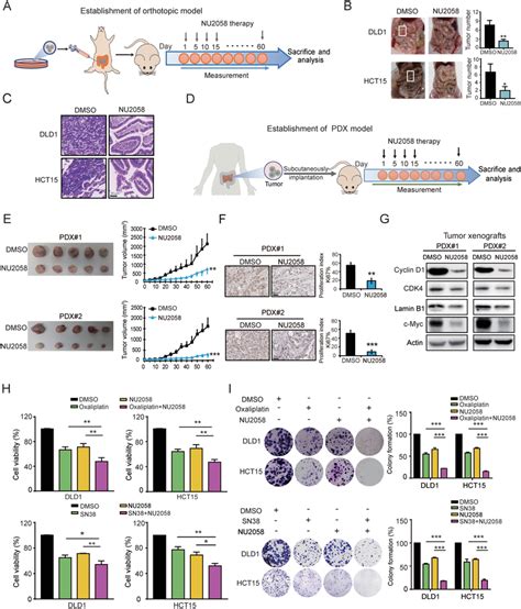 Nu2058 Suppresses Crc Tumor Growth In Orthotopic Xenograft Models And