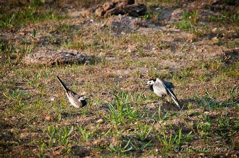 Mating White Wagtails A Photo On Flickriver