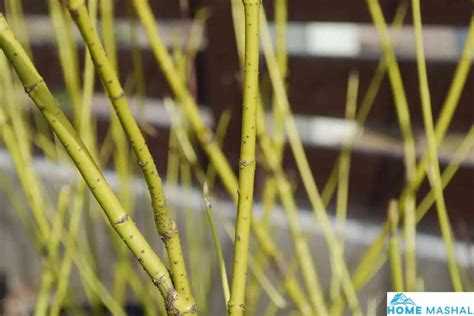 Top 14 Red Twig Dogwood Varieties (With Photos)