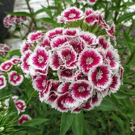 Coleccion De Jardin 11 Impresionantes Flores Blancas Con Centro Morado