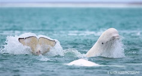 Stunning drone video shows beluga whales in Arctic - North - CBC News