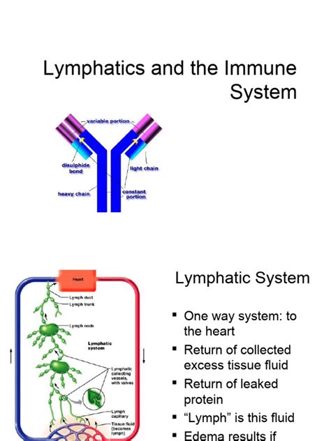 Lecture 20 - Lymphatics & Immune System | PDF | Immune System ...