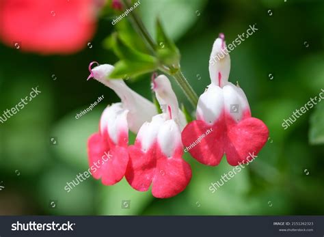 Salvia Hot Lips Images Stock Photos Vectors Shutterstock