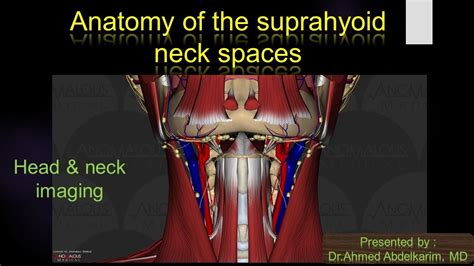 4 Anatomy Of The Suprahyoid Neck Spaces Youtube