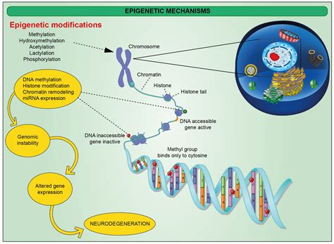 Ijms Free Full Text The Role Of Epigenetics In Neuroinflammatory