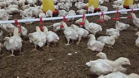 Ayam Broiler Umur 17 Hari Bobot 780 Gram Kandang Close House 15000