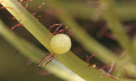 Corn Earworm Identification And Scouting Integrated Pest Managment University Of Missouri