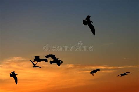 Rise above the rest stock image. Image of birds, soaring - 375411