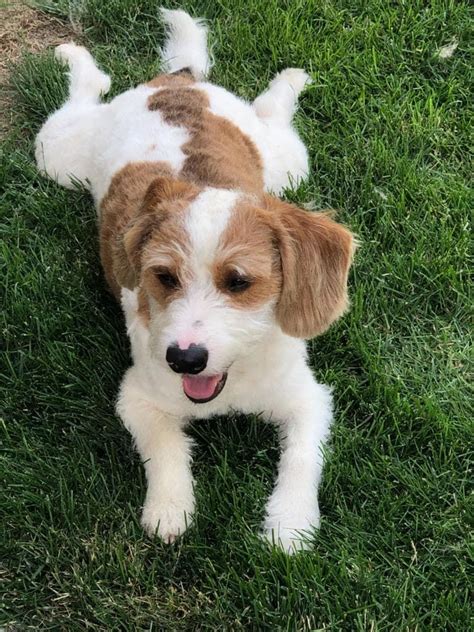 Beagle Doodles Lucky Pup Meadows