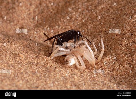 Wheel Spider Carparachne Aureoflava And Parasitic Pompilid Wasp