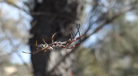 Australian Golden Orb Weaver Nephila Edulis Repairing He Flickr