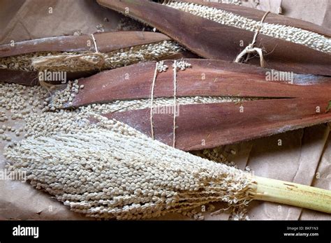 Male Pollen Pods Of Date Palm Drying Stock Photo 29219487 Alamy