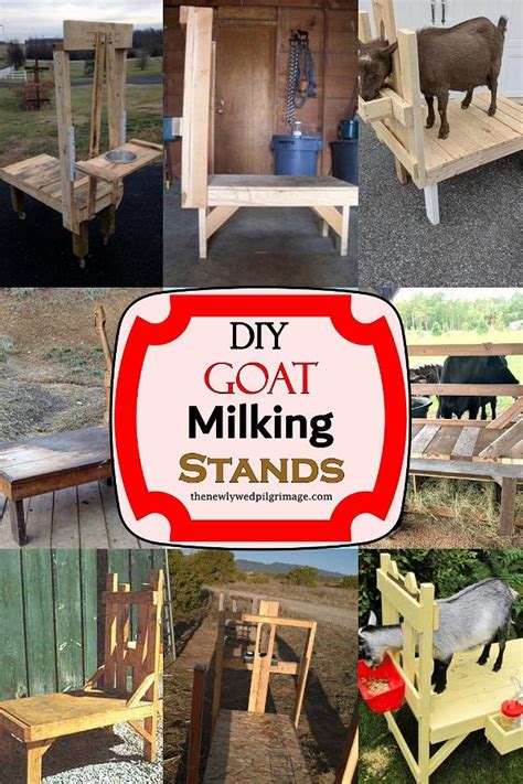 17 DIY Goat Milking Stands You Can Make Today Mint Design Blog