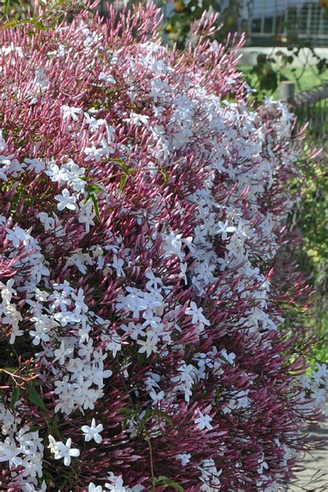 Buy Pink Jasmine Jasminum Polyanthum Free Shipping Wilson Bros