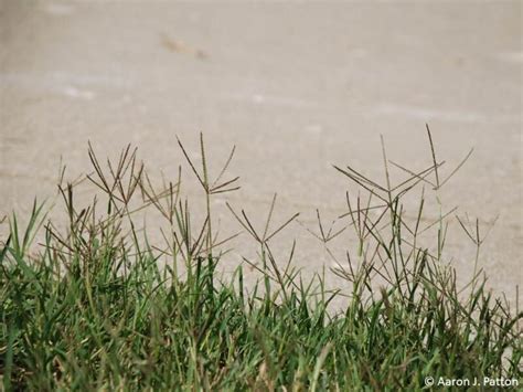 Spotlight on Weeds: Common Bermudagrass - Purdue Landscape Report