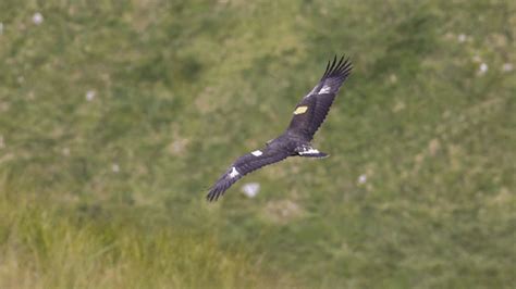 Can Irelands Golden And White Tailed Eagles Continue To Soar Bbc News