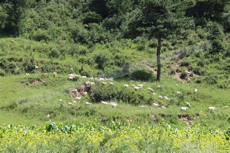 山西也有一個「內蒙古大草原」，天然形成的景區而且隨意遊玩 每日頭條